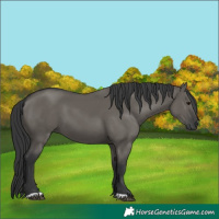 Horse Color:Grullo