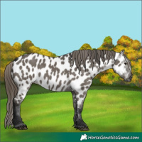 Horse Color:Gray Smoky Grullo Near Leopard