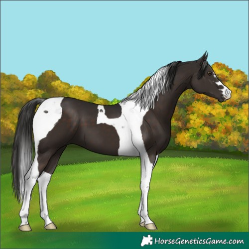 Horse Color:Liver Chestnut Tobiano 
