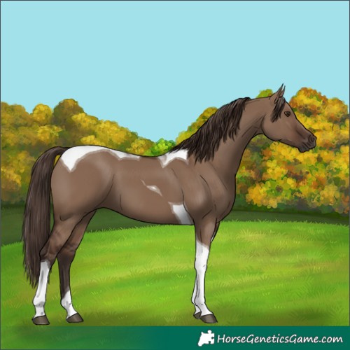 Horse Color:Liver Red Dun Tobiano