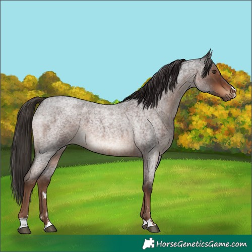 Horse Color:Liver Red Roan 