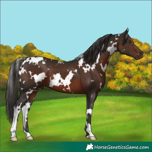 Horse Color:White Spotted Liver Chestnut 