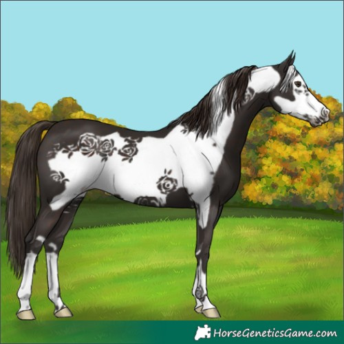 Horse Color:Liver Chestnut Frame 