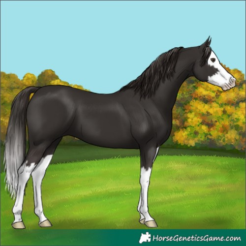 Horse Color:Liver Chestnut Splash 