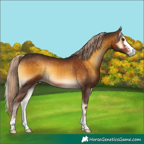 Horse Color:Chocolate Palomino Onyx Rabicano 