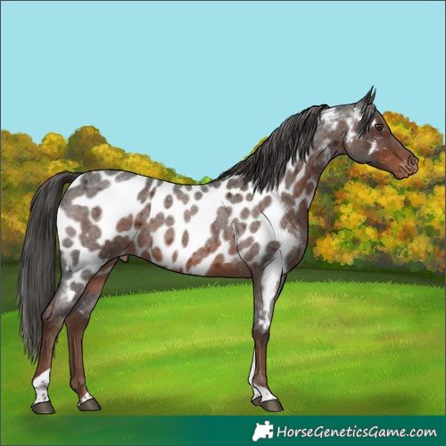 Horse Color:Liver Red Roan Tobiano Near Leopard Rabicano 