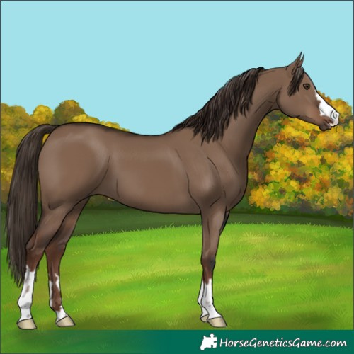 Horse Color:Liver Red Dun 