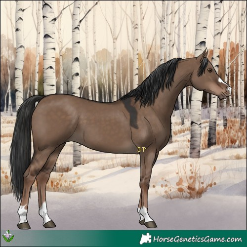 Horse Color:Liver Red Dun 