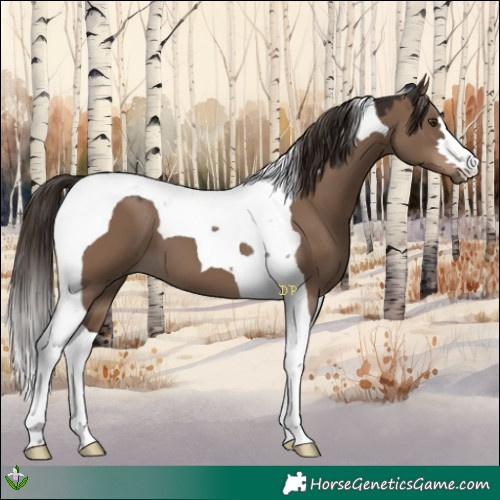 Horse Color:Liver Red Dun Tobiano