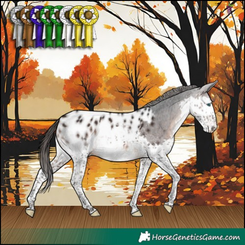 Horse Color:Brown Splash Appaloosa 