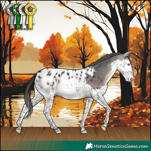 Horse Color:Brown Splash Appaloosa 