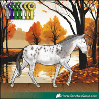 Horse Color:Brown Splash Appaloosa 