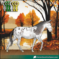 Horse Color:Brown Splash Appaloosa 