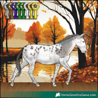 Horse Color:Brown Splash Appaloosa 