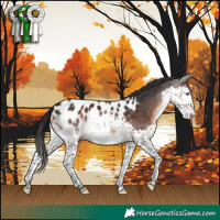 Horse Color:Brown Splash Appaloosa 