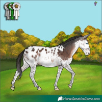 Horse Color:Brown Splash Appaloosa