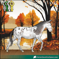Horse Color:Brown Splash Appaloosa