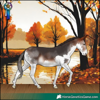 Horse Color:Bay Splash