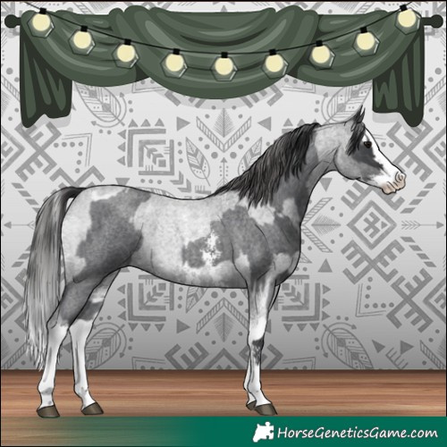 Horse Color:Blue Roan Sabino Splash  and Blue Roan Sabino Splash Varnish 