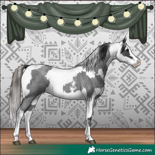 Horse Color:Blue Roan Sabino Splash  and Blue Roan Sabino Splash Appaloosa 
