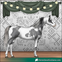 Horse Color:Blue Roan Sabino Splash  and Blue Roan Sabino Splash Appaloosa 