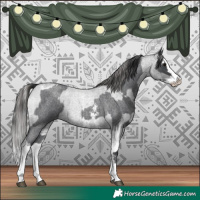 Horse Color:Blue Roan Sabino Splash  and Blue Roan Sabino Splash Appaloosa 