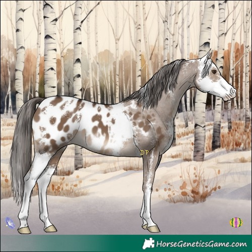 Horse Color:Liver Red Dun Sabino Appaloosa 