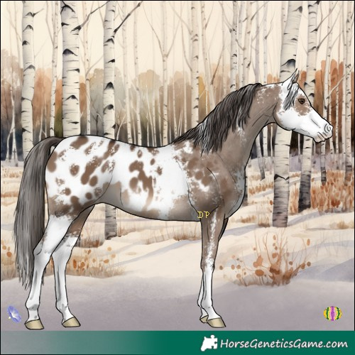 Horse Color:Liver Red Dun Sabino Appaloosa