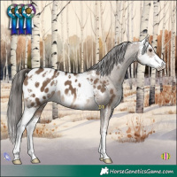 Horse Color:Liver Red Dun Sabino Appaloosa 