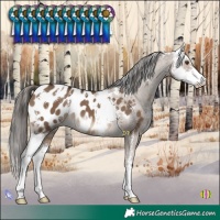 Horse Color:Liver Red Dun Sabino Blanket 