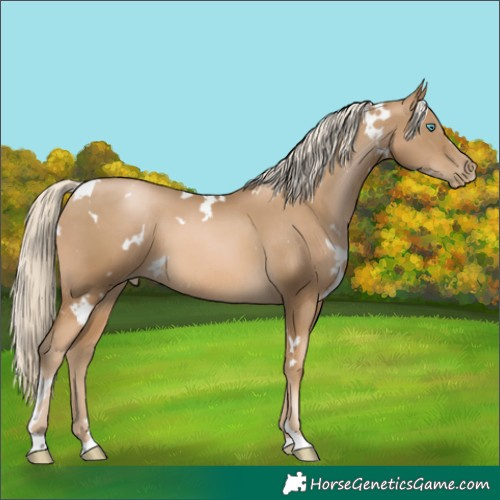 Horse Color:White Spotted Chocolate Palomino Pearl Mushroom 