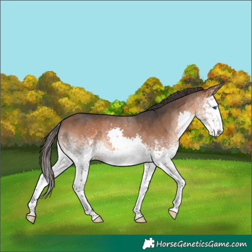 Horse Color:White Spotted Bay Splash Appaloosa 
