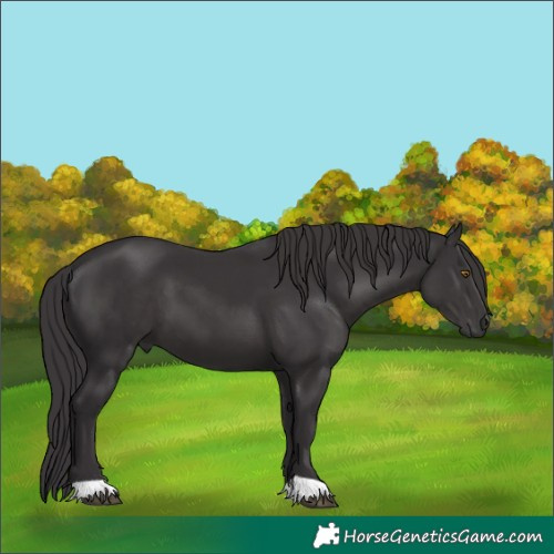Horse Color:Unknown 