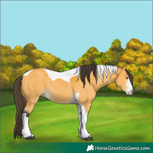 Horse Color:Buckskin Sabino Tobiano 