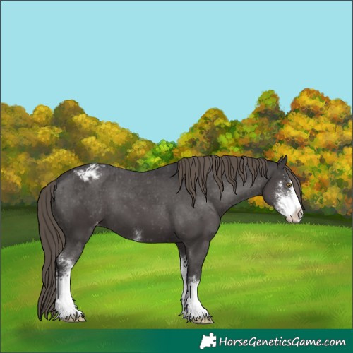 Horse Color:Smoky Black Sabino Appaloosa 