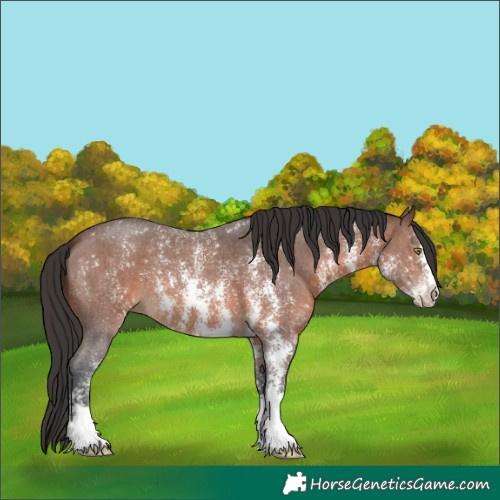 Horse Color:Brown Sabino 