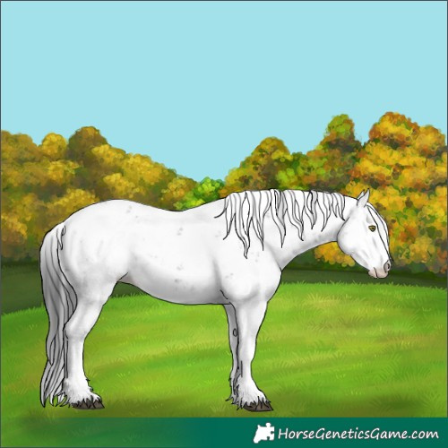 Horse Color:Black Sabino Appaloosa 