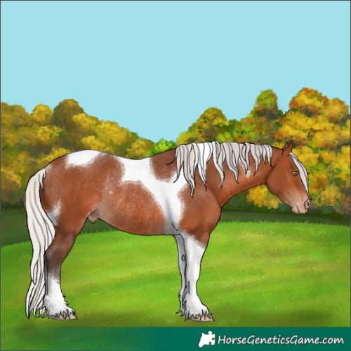 Horse Color:Unknown 