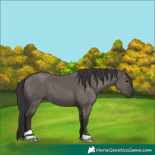 Horse Color:Smoky Grullo 