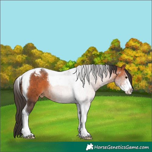 Horse Color:Unknown 