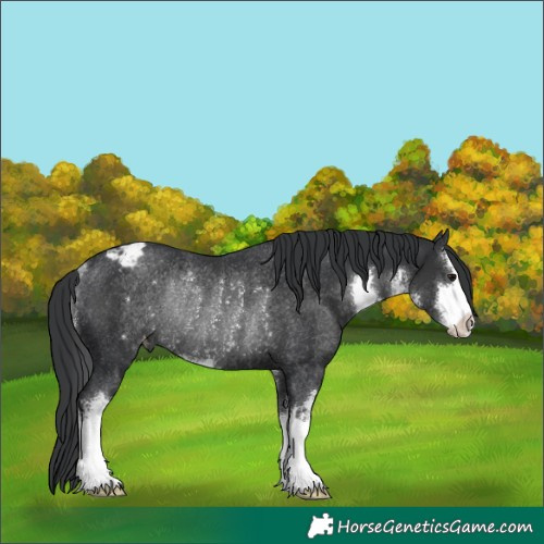 Horse Color:White Spotted Black Appaloosa Rabicano 