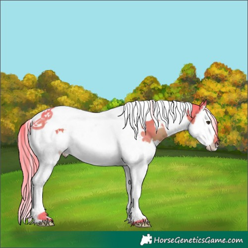 Horse Color:Watercolor White Spotted Liver Chestnut Splash Tobiano 