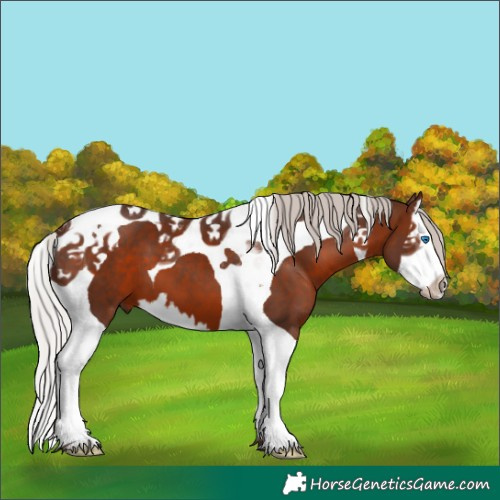Horse Color:Silver Brown Splash Tobiano 