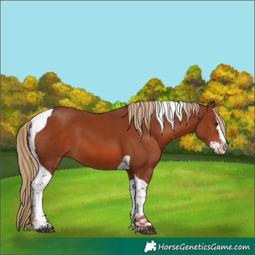 Horse Color:Chestnut Splash Tobiano 