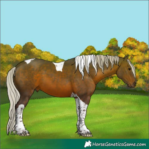Horse Color:Silver Brown Tobiano 