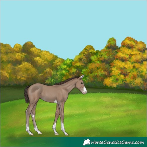 Horse Color:Classic Champagne 