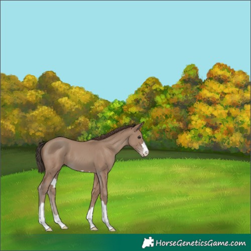 Horse Color:Classic Champagne