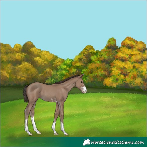 Horse Color:Classic Champagne 