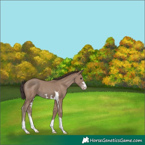 Horse Color:Classic Champagne 