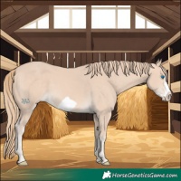 Horse Color:Perlino Frame 